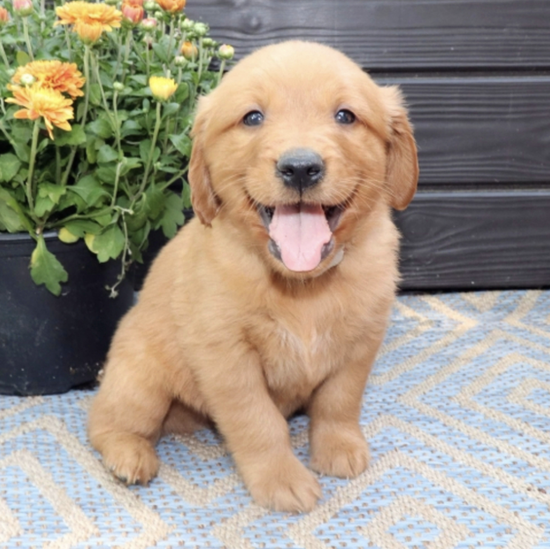 comprar cachorros sanos, baratos y asequibles para la venta